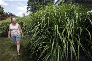 Cathy Urbanski inspects her porcupine grass.