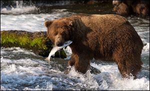 A brown bear catching salmon at Brooks Falls, Katmai National Park in Alaska.