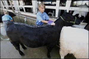 Kylie O' Brien, 11, of Perrysburg washes her sister's calf before showing.