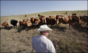 Cattle rancher Ron Gill examines part of his herd as he looks over his livestock's grazing pasture near Boyd, Texas. He has been cross breeding cattle with more drought-tolerant breeds that can better withstand heat and drought. 