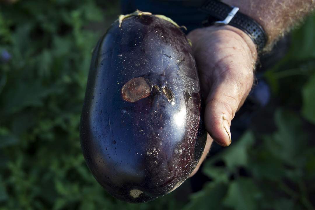 drought-eggplant