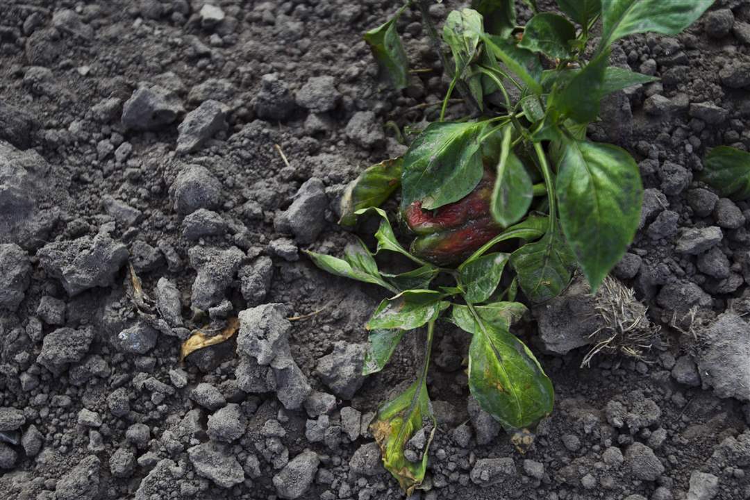 drought-pepper
