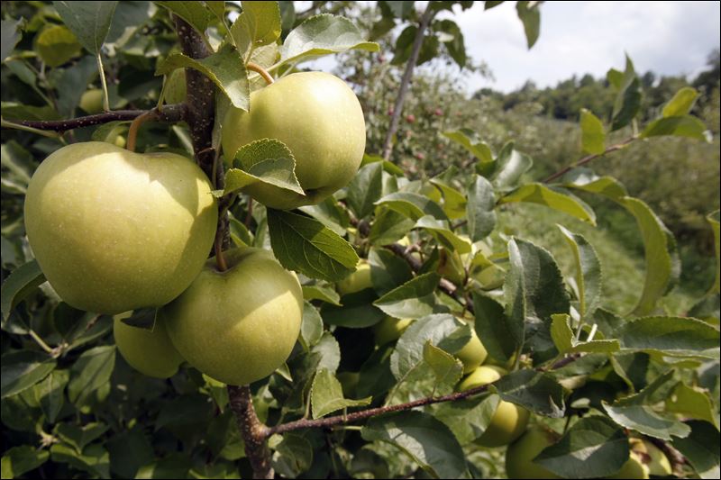 New England apple orchards predict decent crop despite frost Toledo Blade