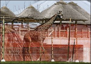 Mowgli, the giraffe that was euthanized Thursday, was part of the Toledo Zoo's African exhibit.