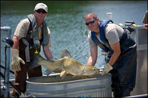 State district fisheries biologists examine a grass carp taken from Marrs Lake in Cambridge Township in Lenawee County.