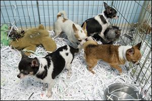 Chihuahua dogs roam in a cage at the Toledo Area Humane Society in Maumee.  The dogs were taken from a puppy mill in Shelby, Ohio.  