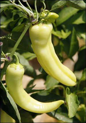 The Harts’ banana peppers.