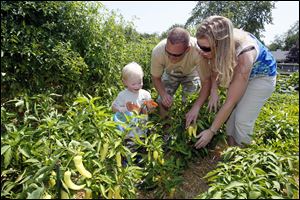 Sawyer, 2, picks a pepper with his parents, Robert and Stephanie.
