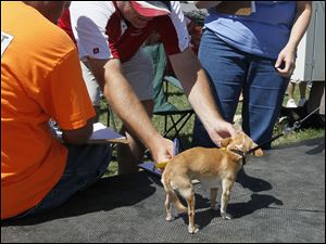 Judges Orlando Cuevas, of Northwood, left [and partially missing], and Heather Yarger, of Maumee, right, watch as magistrate Paul Jomantas [a magistrate in the Lucas County Probate Court], center, measures Stinker, an entrant in the littlest dog contest. Stinker came with Libby Parish of Maumee.