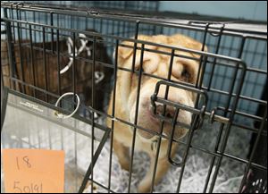 A Shar-Pei peers from its cage in Maumee. ‘We had a very difficult time deciding which ones to take,’ a Humane Society official said.