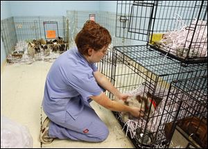 Michelle Morrison places a Chihuahua in a cage at the Toledo Area Humane Society in Maumee. The society chose 15 chihuahuas and three Shar-Peis to bring back Friday from Shelby, Ohio.