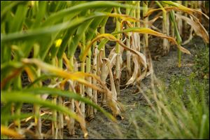 Stalks of corn near Woodville, Ohio, wilt because of a lack of rain.