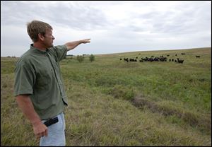 Todd Eggerling, of Martell, Neb., points to some of his cattle grazing on thin pasture. Due to the summer's record drought and heat his cattle operation is in bad shape. Eggerling would normally graze his 100 head of cattle through September, but the drought has left his pastureland barren. He's begun using hay he had planned to set aside for next year's cattle, and is facing the reality that he will have to sell the cattle for slaughter early at a loss.