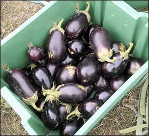 Freshly picked eggplants sit in a container at the University of Illinois Sustainable Student Farm in Urbana, Ill.