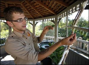 Ryan Jacob, a naturalist at the Maumee Bay State Park, examines monarch caterpillars and chrysalises.