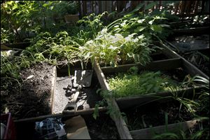 The compost nursery in Lois Mathis' backyard garden.