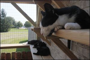 Cats snooze in the sunshine in the Kitty Cabana. The structure's many climbing areas for cats have made it a feline favorite, and humans can sit on benches. The area had been a patio for shelter workers, who can still use the space.