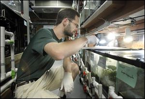 Tim Herman checks on some salamanders at the Toledo Zoo, which has one of the largest collections of the amphibians in the world.