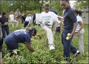 Sixth grade students at Grove Patterson Academy in Toledo, including Dymetria Mitchell, 11, left, Miles White, 11, center, and Eric Browning, 12, right, pick tomatoes during the school's annual garden celebration.