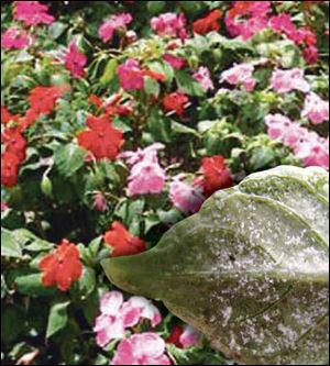 A pathogen has been affecting impatiens, above. Downey Mildew turns the leaf white, inset.