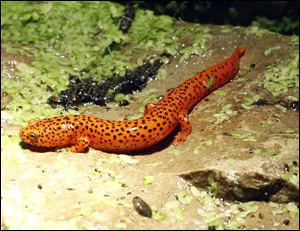 A Northern Red salamander resides in the 'Amazing Amphibians' exhibit  in the Museum of Science at the Toledo Zoo. Like frogs,  salamanders are under pressure from habitat destruction and pollution. 