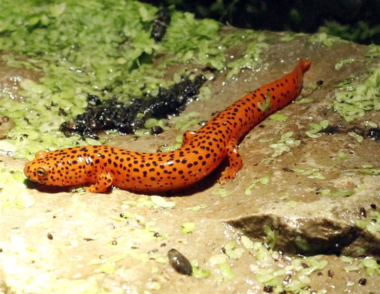 northern-red-salamander