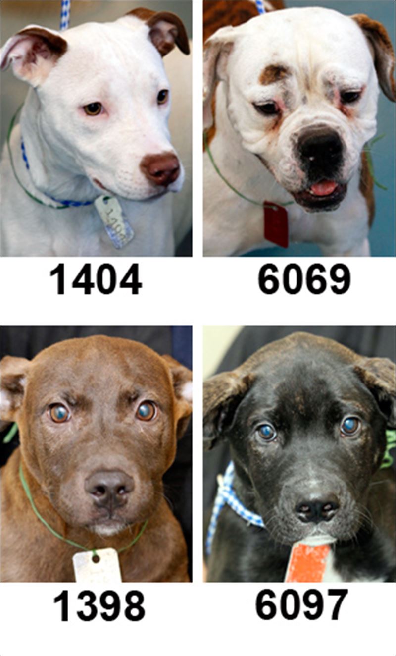 Lucas County Dogs for Adoption: 9-12 - Toledo Blade