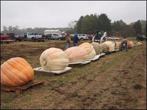 Pumpkins