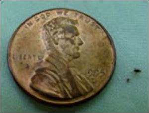 A blacklegged tick is shown next to a penny.