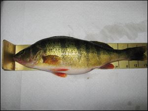 Weston, Ohio, angler John Hageman reeled in this 13-inch yellow perch off Conneaut on a recent trip.