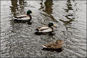 Ducks at Toledo Botanical Garden