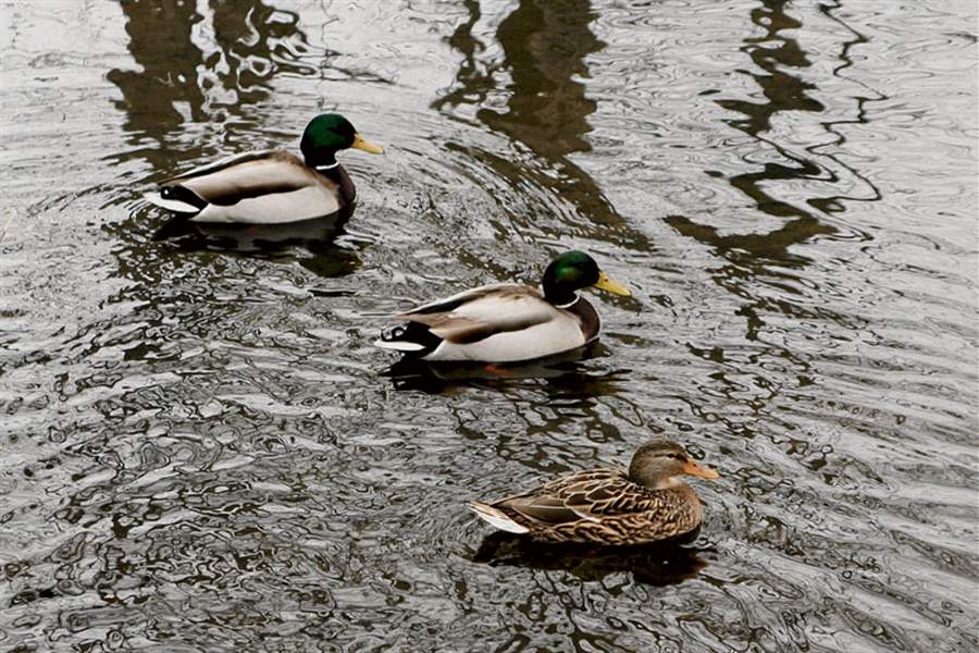 Ducks-at-Toledo-Botanical-Garden
