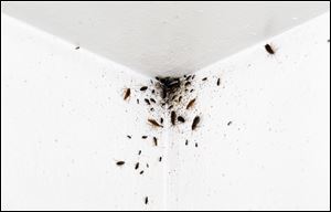 Bugs inhabit a corner of the ceiling in the apartment of Robert Ault at Greenbelt Apartments.