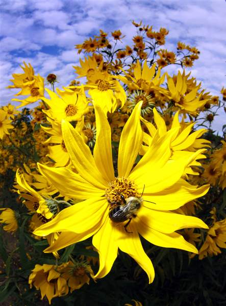 sunflower-bumblebee-1