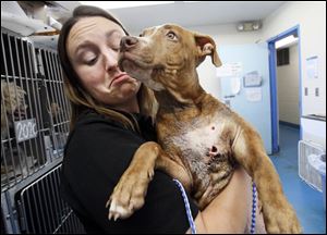 Laura Simmons, operations manager for the Lucas County dog warden, holds a male ‘pit bull’ named Kirby, who was shot twice in the chest. Kirby will survive but likely needs a leg amputated.