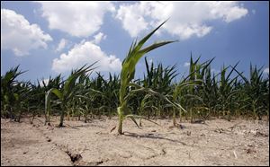 Crops suffering from more frequent droughts, such as this
corn in Clay Township in 2007, are likely to be common as
global warming’s effects grow stronger, many scientists say.