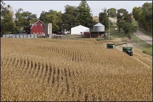 Corn being harvested at Duane Braesch's farm in Bennington, Neb.  Braesch's cornfields are prime evidence of how unforgiving the elements have been for him and so many others across the Midwest this summer. 