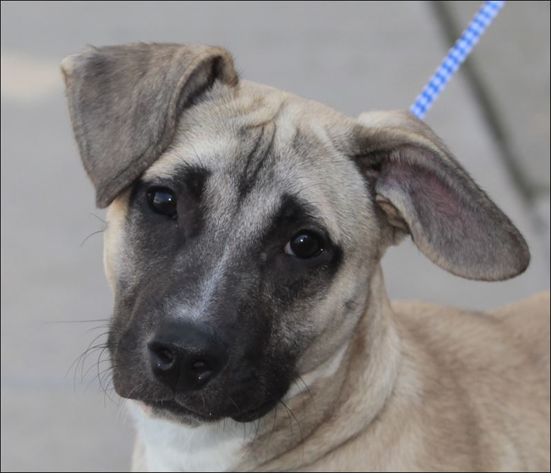 Lucas County Dogs for Adoption 929 Toledo Blade