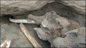 The carcass of a 16-year-old mammoth that was possibly killed by humans tens of thousands of years ago and was excavated on the North Siberian Taimyr peninsula in late Sept. 28, 2012. Russian scientists say it's one of the best-preserved bodies of a grown mammoth yet found.