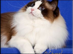 Ragdoll