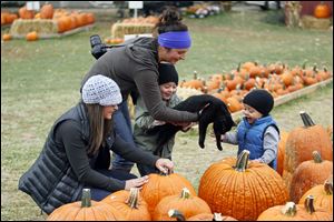 Whitney Meinke, Curtis, frees a cat from the clutches of her sons Frey 2, left, and Finn, 1, as they look at pumpkins with Miken Oliver, Toledo, on Wednesday at Fleitz Pumpkin Farm in Oregon