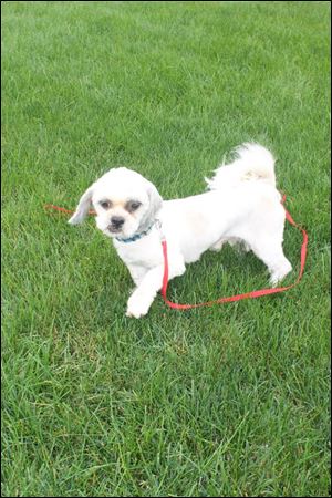 Hope, a puppy-mill survivor, was thought to be a Lhasa Apso but turned out to be a Schnauzer under piles of mats.