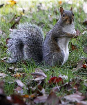 Biologists say a variety of natural forces have combined to produce an overabundance of squirrels throughout Vermont and some adjoining states, devastating at least some apple orchards.
