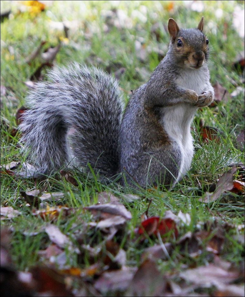 Squirrel population boom driving fruit growers nutty Toledo Blade
