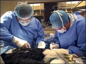 Surgeons at Animal Clinic Northview in the Cleveland suburb of  North Ridgeville work on a bald eagle that was injured recently when struck by a small jet near the Erie-Ottawa Regional Airport.