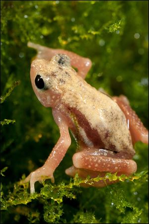 The Kihansi spray toad, a native of Tanzania.