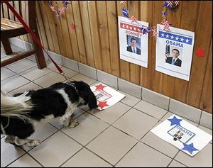 Brutus sniffs around Mitt Romney during an event in which dogs ‘vote’ by choosing a treat to eat from one of two mats with the candidates’ pictures. The event was Sunday in Monclova Township.