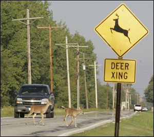 Deer cross the path of a stopped car on Cedar Point Road in Oregon after emerging from Maumee Bay State Park. More car-deer crashes occur in November than in any other month of the year. 