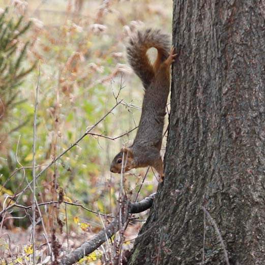 Squirrel-nest-squirrely