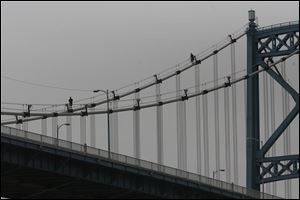 Ohio Department of Transportation personnel start another diagnostic procedure on the Anthony Wayne Bridge: Cutting open the outer sheath in a few selected spots to check for corrosion on the cables inside. The bridge’s exploratory surgery will require lane closings for three weeks, beginning today on the eastbound side and Friday evening on the westbound side.